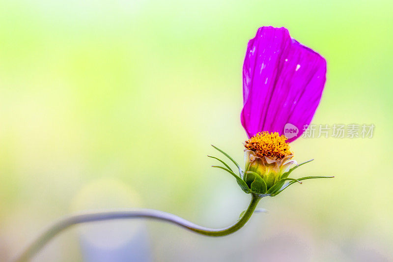 花园宇宙，墨西哥紫菀