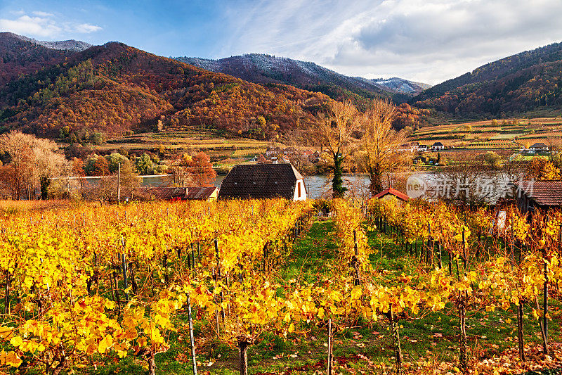 秋天的葡萄园附近的斯皮兹，瓦肖山谷，奥地利