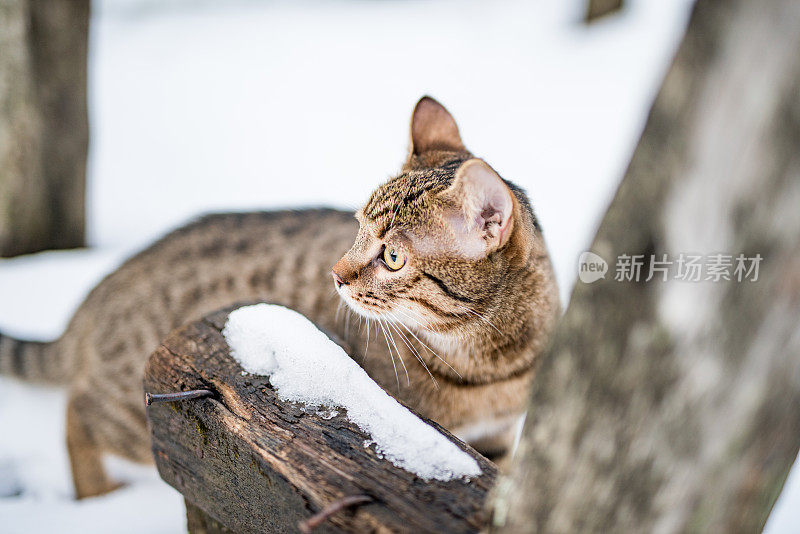 大自然中下雪天的小条纹猫。