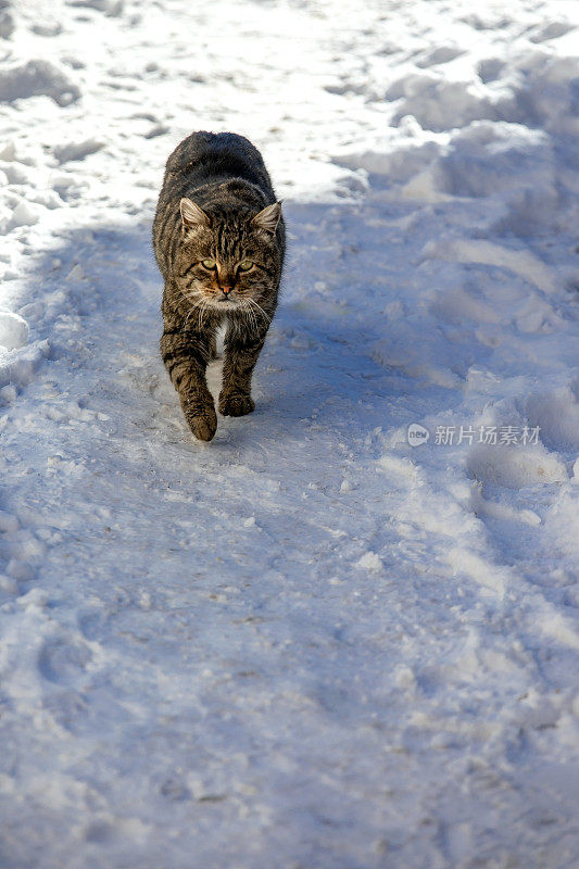 冬天雪地上的猫-真正的猫步