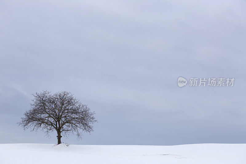 雪地上地平线上的一棵光秃秃的树