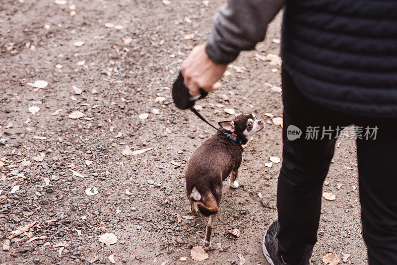 一个人在遛他的老吉娃娃狗