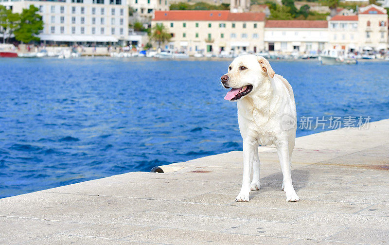 克罗地亚的拉布拉多寻回犬