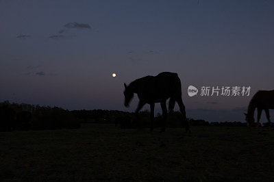 月亮与马