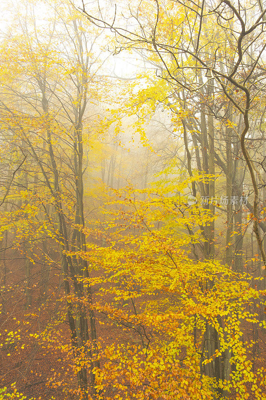 在一个雾蒙蒙的山毛榉森林与秋天的颜色在艾菲尔