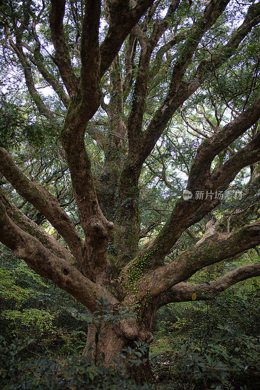 千年香榧树