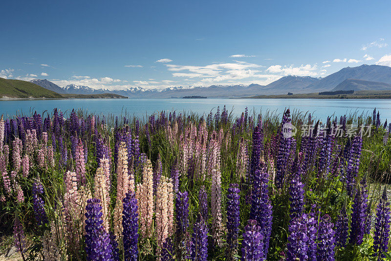 新西兰特卡波湖的Lupins