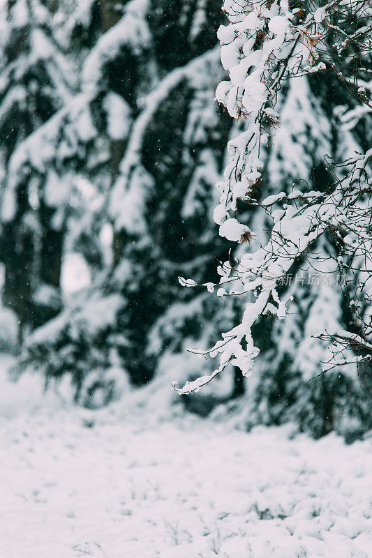 神奇的雪覆盖了树木。美丽的冬天的风景