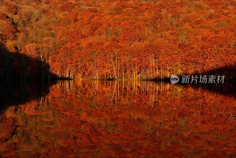 日本东北部和田市秋季沼泽的光影