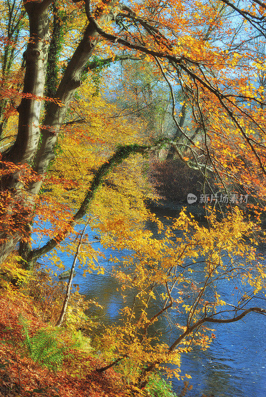 秋天的景观在Wupper河，Bergisches土地，德国