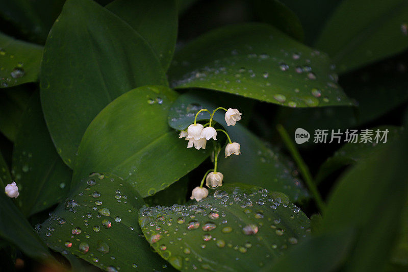 山谷中的湿礼莲