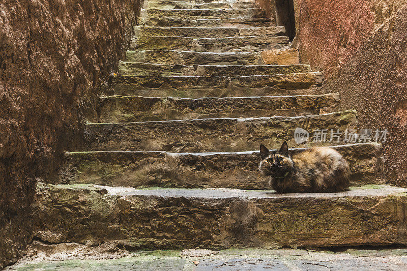 流浪猫在石阶上