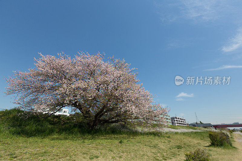 日本的樱花