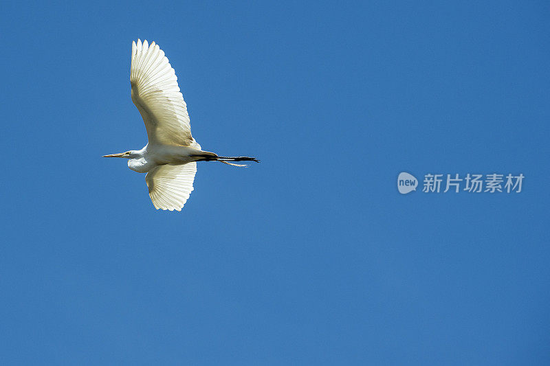 埃尔霍恩沼泽筑巢区上空飞行中的大白鹭