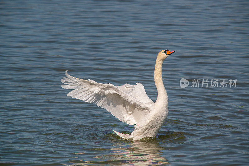 美丽的白天鹅在多瑙河不结冰的冬天