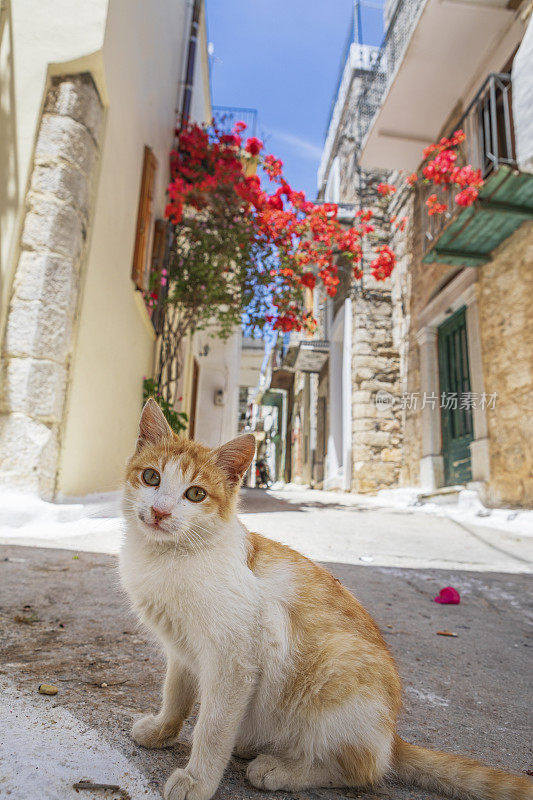 希腊Chios岛Pyrgi的流浪猫