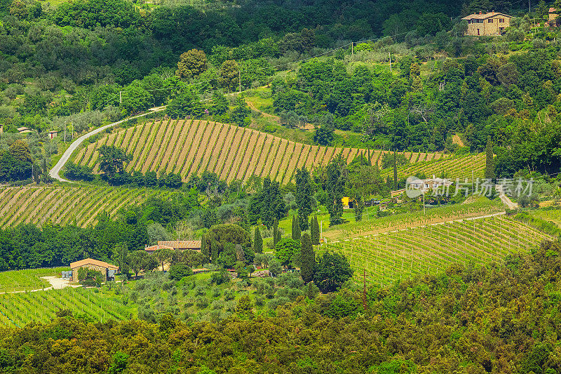 意大利托斯卡纳的葡萄园和橄榄树
