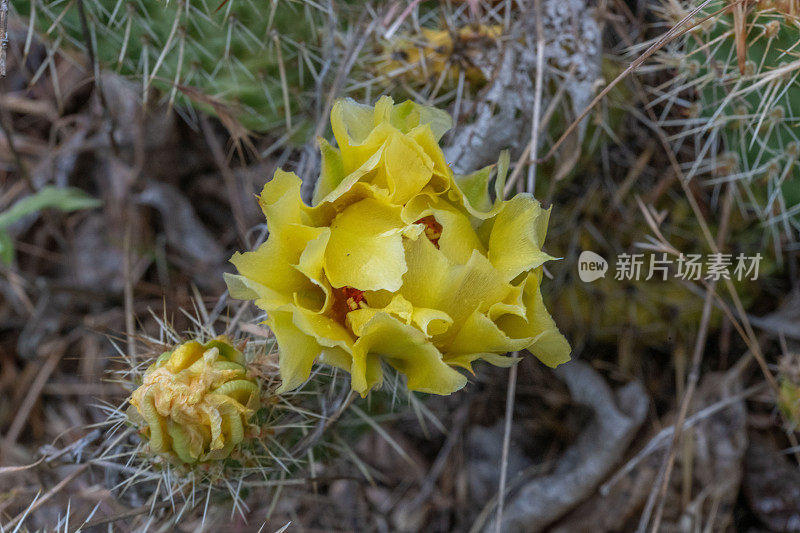 仙人掌花