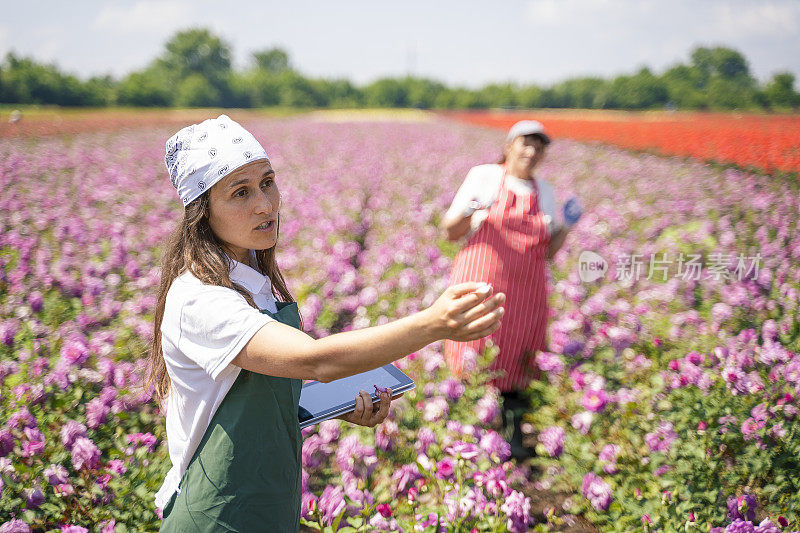 活跃的老年人和年轻一代一起在玫瑰地里工作。装饰性的玫瑰正处于鼎盛时期。