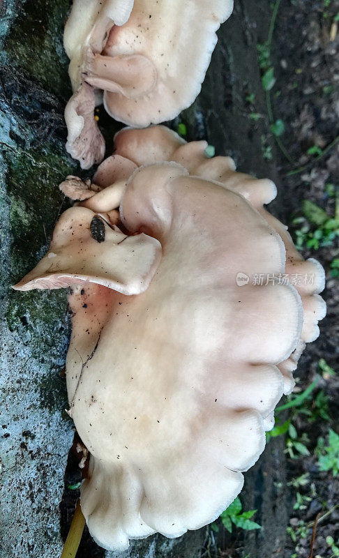 珍珠平菇，树平菇，平菇