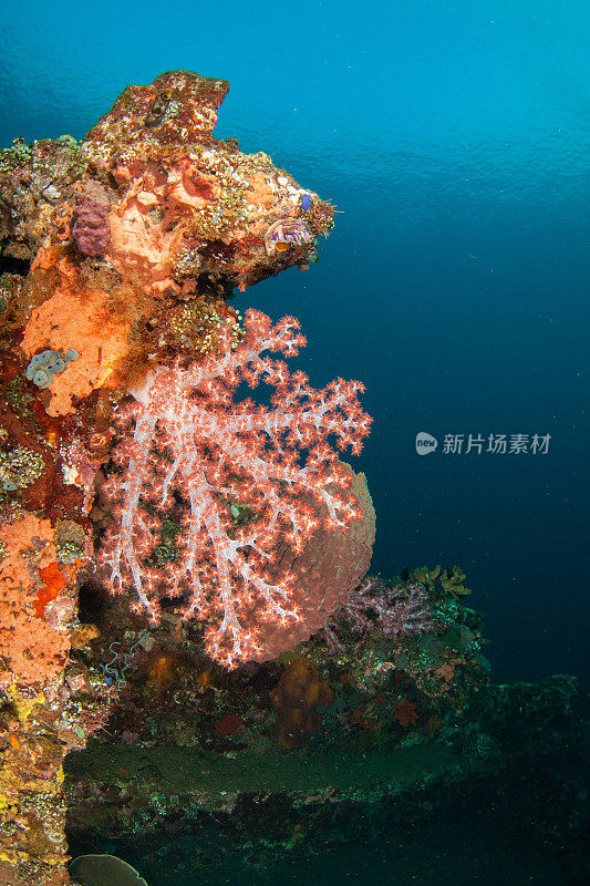 热带水族馆，热带水域海葵大近距离触须