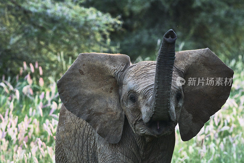 野生动物肯尼亚，非洲象，几周大的幼象。