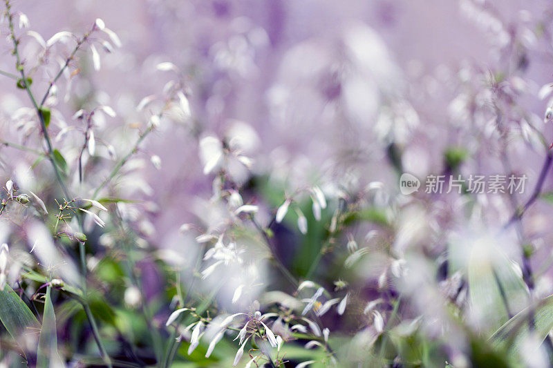 特写白花场，美丽的自然背景与复制空间