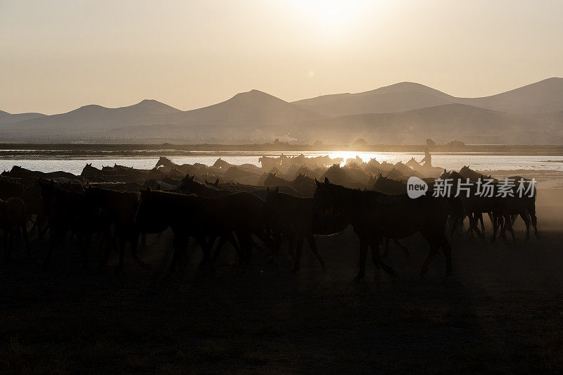 野马