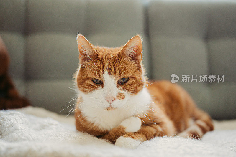 可爱的姜猫在沙发上放松