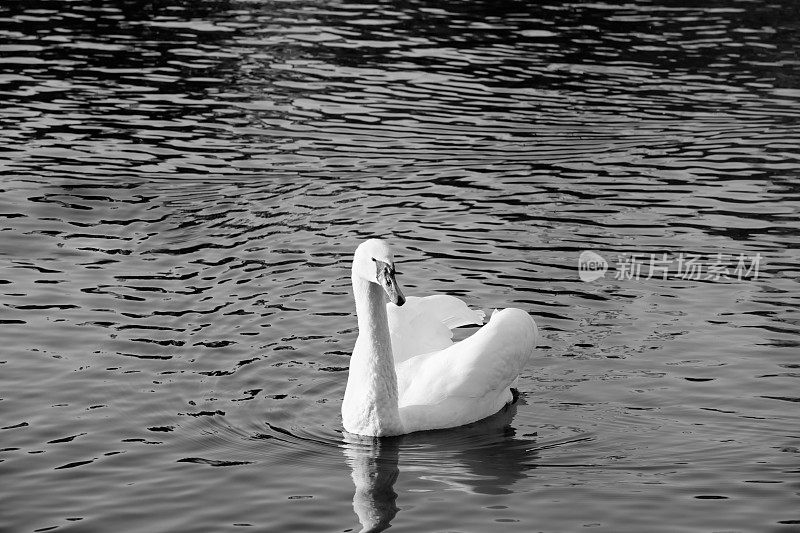 沉默的天鹅在湖里平静地游泳