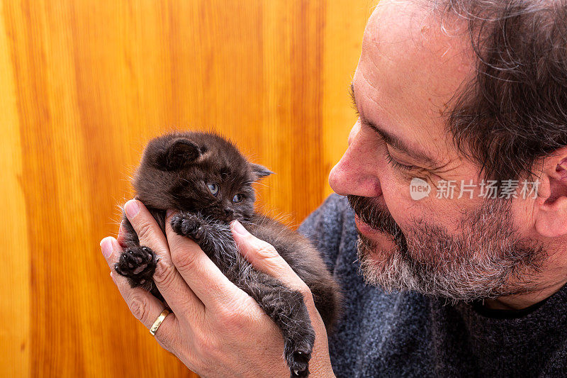 男人和真正的猫爱，新生的英国短毛猫