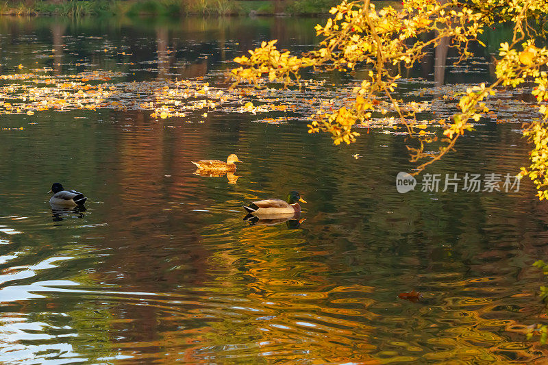 清晨鸭子在湖上游泳