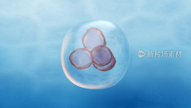 人类胚胎细胞