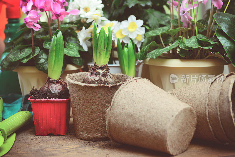 美丽的开花植物和花在花盆里