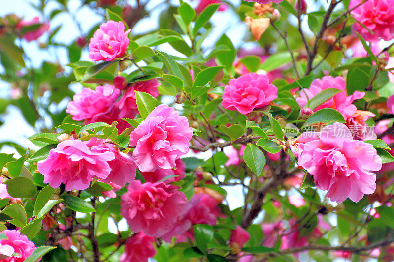 山茶花油茶花