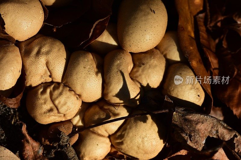 凋落叶中未成熟的蒲团真菌群的垂直视图