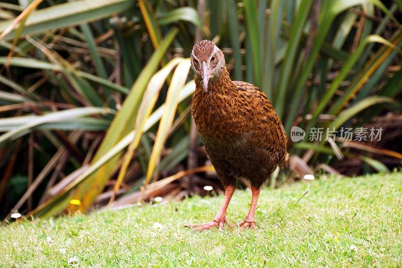新西兰威卡鸟或毛利鸡