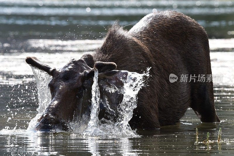 在湖中觅食的驼鹿