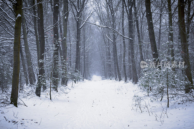 在一个刚刚下过雪的寒冷冬日里，在一片白雪覆盖的松树林中的小路上