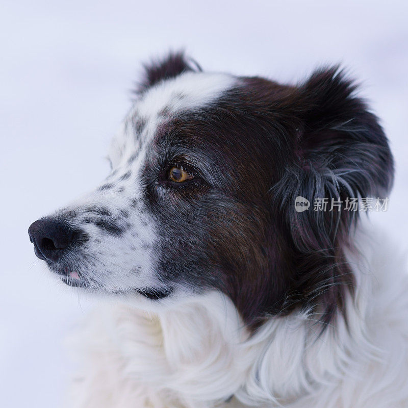 澳大利亚牧羊犬边境牧羊犬狗肖像