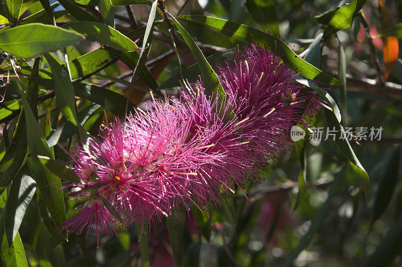 一种澳大利亚本土的香椿树的粉红色花茎
