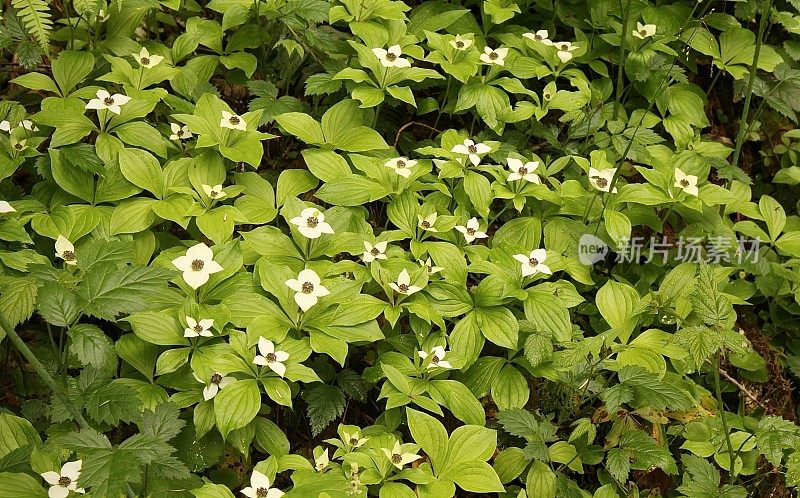 自然花坛的束果山茱萸植物