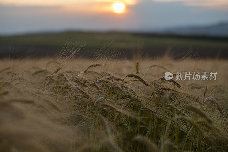 橙色的夕阳在收获的田野上