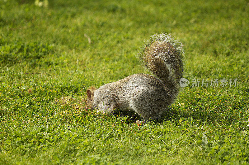 灰松鼠在草地公园里吃坚果和种子