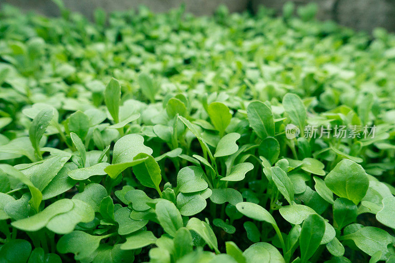 绿色植物生长，嫩芽