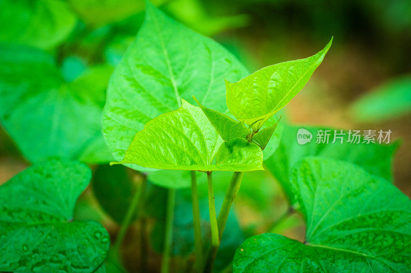 甘薯在田间种植