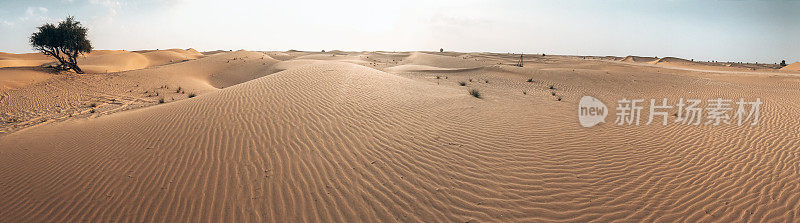 沙漠在阿联酋