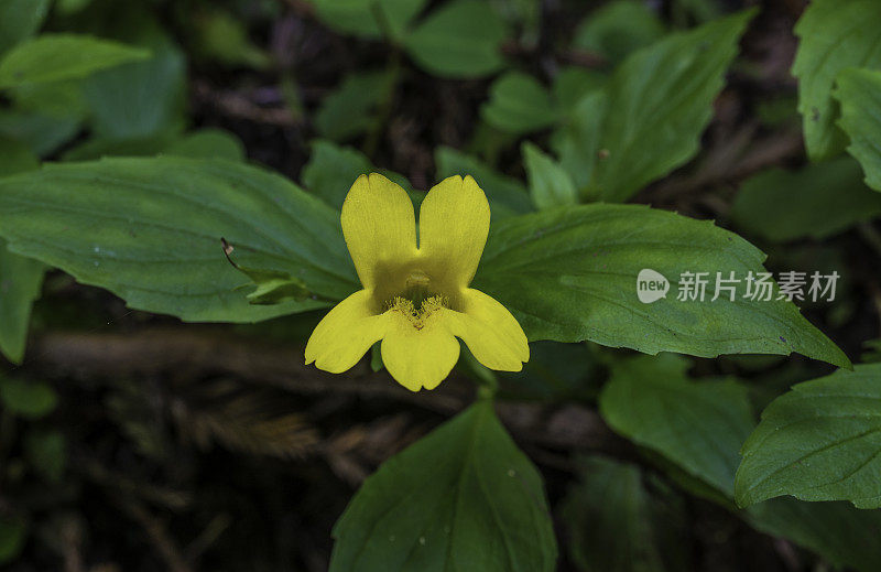 齿猴是猴花的一种，俗称海岸猴花或齿猴花。它原产于从不列颠哥伦比亚省到加利福尼亚北部的北美西海岸，在那里它生长在潮湿的栖息地。