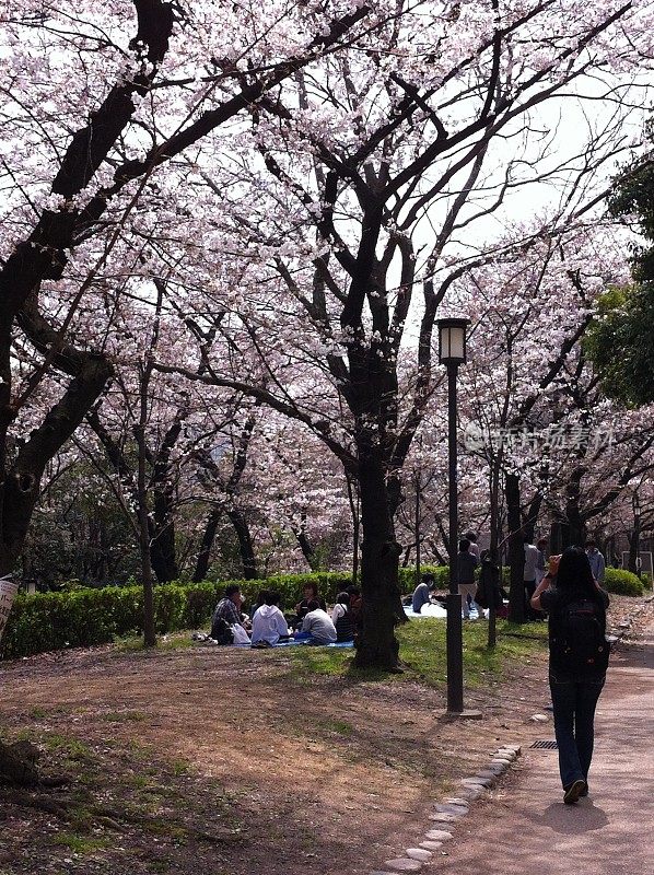 日本大阪，日本人坐在樱花树下