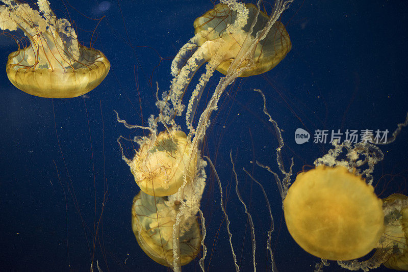 太平洋海荨麻